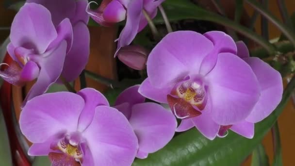 Orchid paarse — Stockvideo