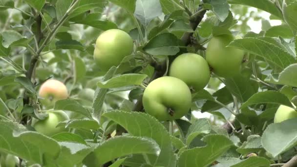 Manzanas balanceándose en el viento — Vídeo de stock