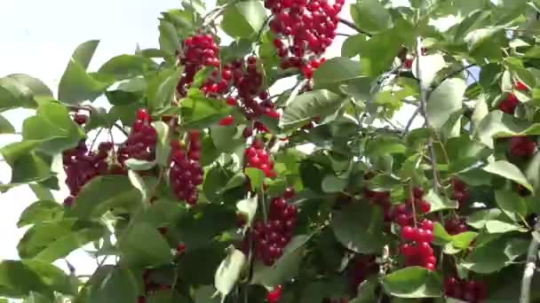Red cherry ptak kołysze wiatr — Wideo stockowe