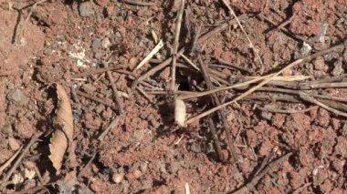 Karıncalar iş başında