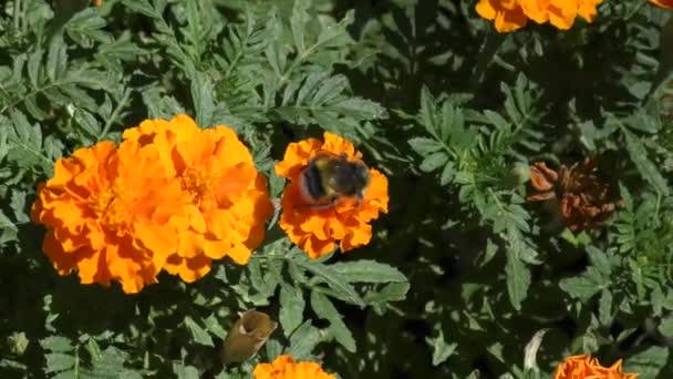 Bumblebee em flor — Vídeo de Stock