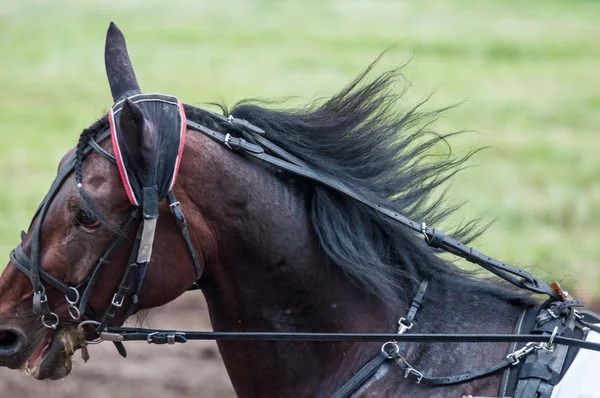 Course de chevaux — Photo