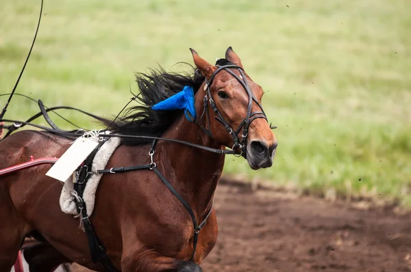 Course de chevaux — Photo