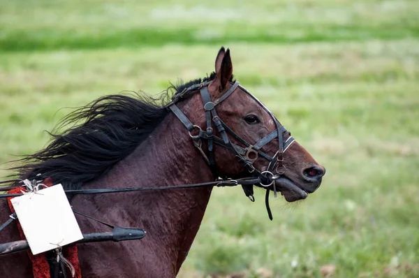 Paardenrennen — Stockfoto