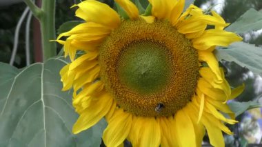 Rüzgarda sallanan ayçiçeği