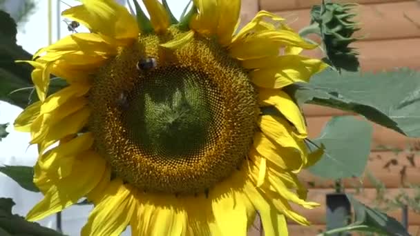 Tournesol balançant dans le vent 