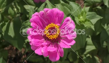 Rüzgarda Zinnia çiçeği sways