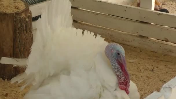 Turkey at the farm — Stock Video