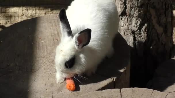 Little rabbit eats carrots — Stock Video