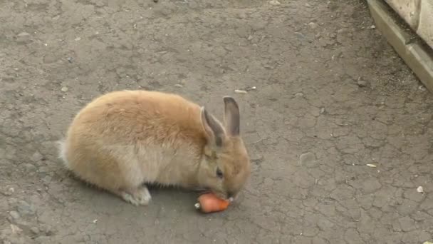Кролик ест морковь. — стоковое видео