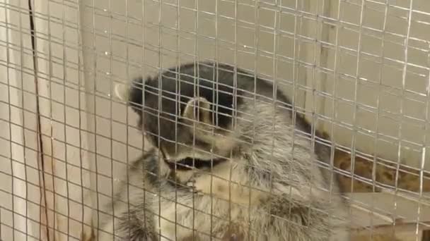 Raton laveur à la ferme 