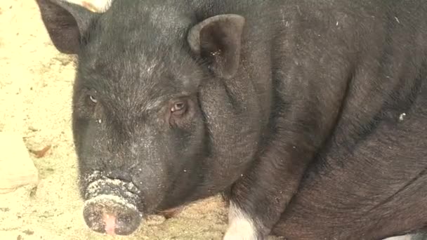 Schwein im Urlaub — Stockvideo