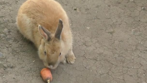 Kleine konijn eet wortelen — Stockvideo
