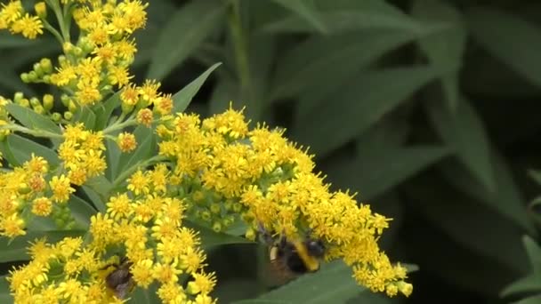 Hommel verzamelt nectar — Stockvideo