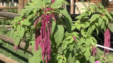 Çiçek love-lies-bleeding rüzgarda sways