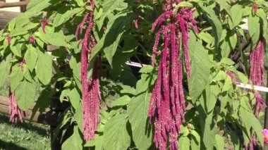 Çiçek love-lies-bleeding rüzgarda sways
