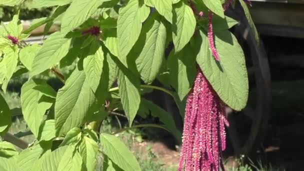 Bloem love-lies-bleeding zwaait in de wind — Stockvideo