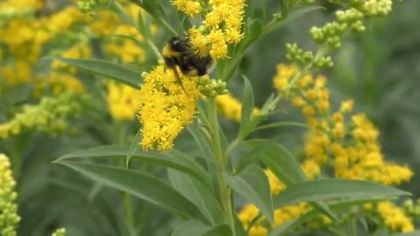 Bumblebee collects nectar — Stock Video