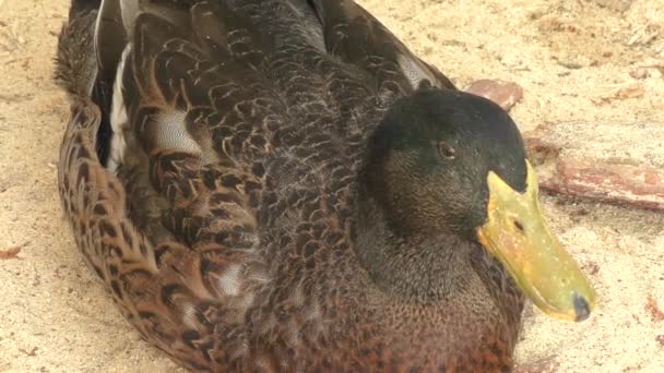 Eend op boerderij — Stockvideo