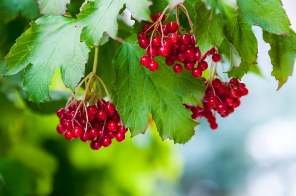 Viburno di bacche — Foto Stock