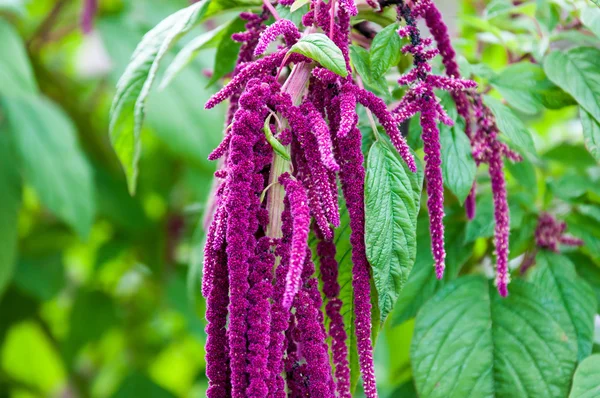 Blomsterkjærlighetsblødninger – stockfoto