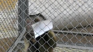 kahverengi capuchin maymunu