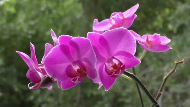 Orchid paarse — Stockvideo