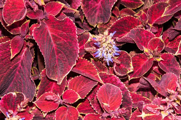 Coleus bloem in de herfst — Stockfoto