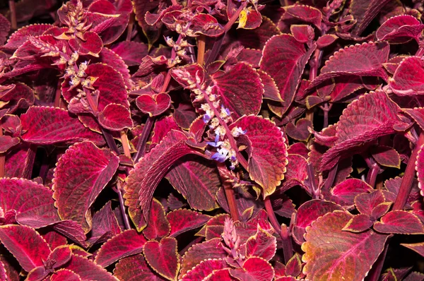 Coleus bloem in de herfst — Stockfoto