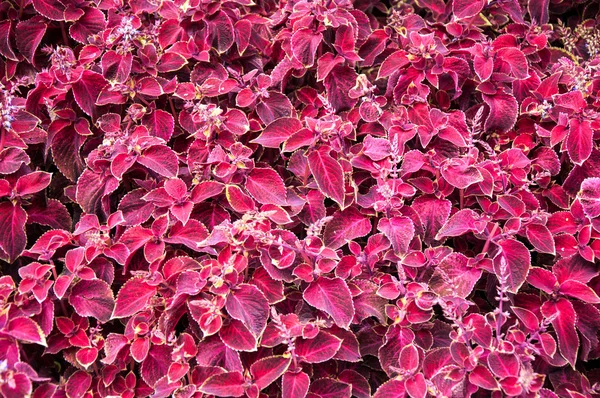 Coleus bloem in de herfst — Stockfoto