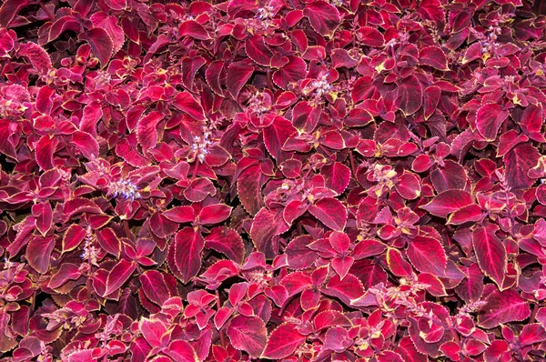 Coleus bloem in de herfst — Stockfoto