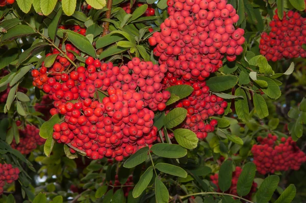 Autumn fruits of Rowan — Stock Photo, Image