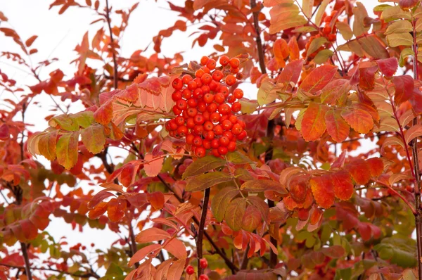 Herfst vruchten van Rowan — Stockfoto