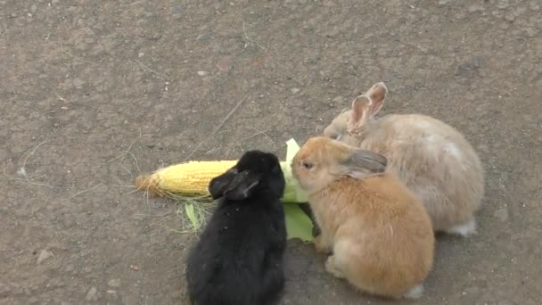 Tavşan Mısır yiyor — Stok video