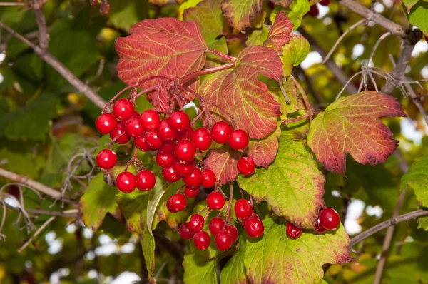 Frutos de outono viburnum — Fotografia de Stock