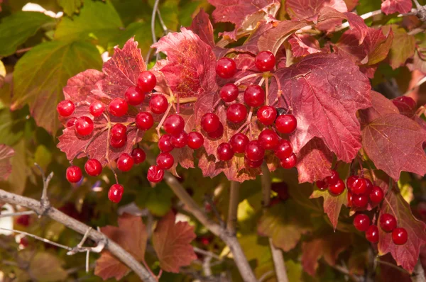 Frutos de outono viburnum — Fotografia de Stock