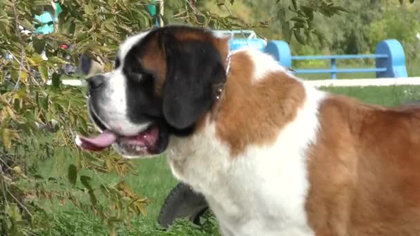Порода собак Сент-Бернар — стоковое видео