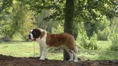 Köpek doğurmak St. Bernard