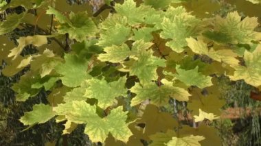 Sonbaharın Renkleri