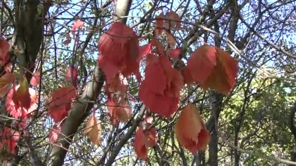 Colores del otoño — Vídeos de Stock