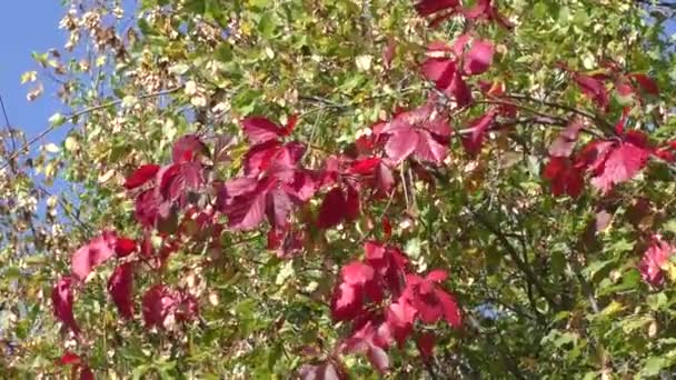 Farben des Herbstes — Stockvideo