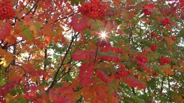 Colores del otoño — Vídeos de Stock