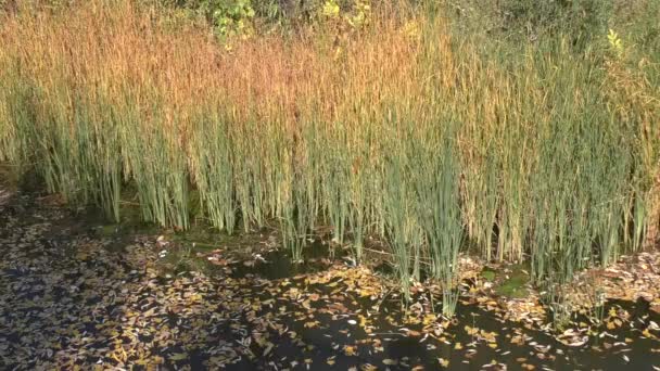 Couleurs d'automne à l'étang — Video