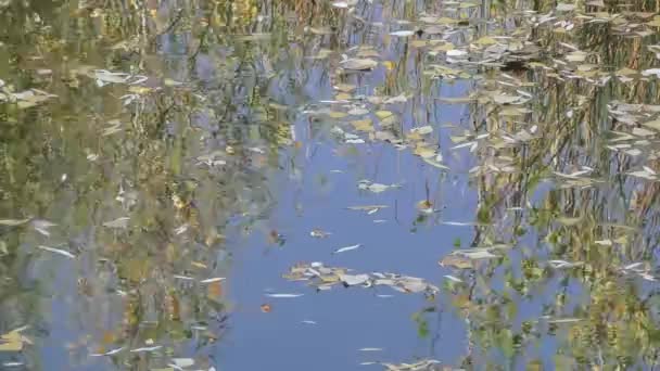 Podzimní barvy v rybníku — Stock video