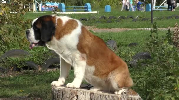 Hondenras St. Bernard — Stockvideo