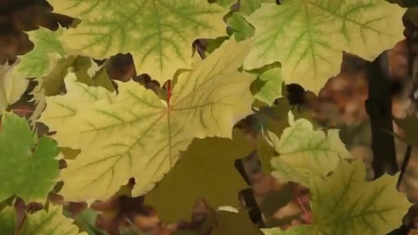 Feuilles d'érable en automne — Video