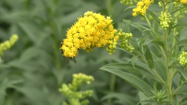 大黄蜂收集花蜜 — 图库视频影像