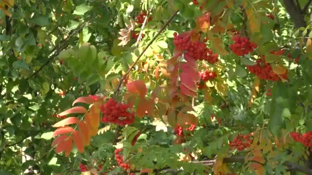 Ashberry 秋天的果实 — 图库视频影像