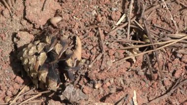 Karıncalar iş başında.