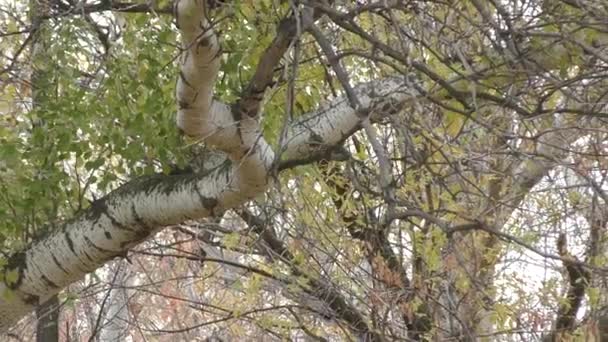 L'automne peint le sud de l'Oural 